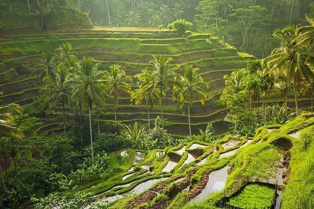 Reconnecting with Nature: Eco-Friendly and Sustainable Travel Tips
