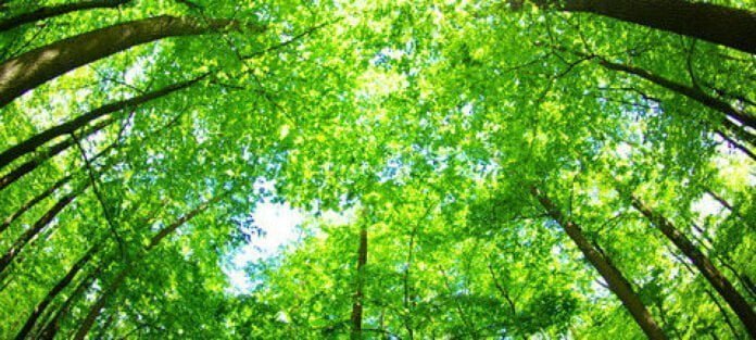 The Enchantment of Rainforests: Discovering Tropical Biodiversity