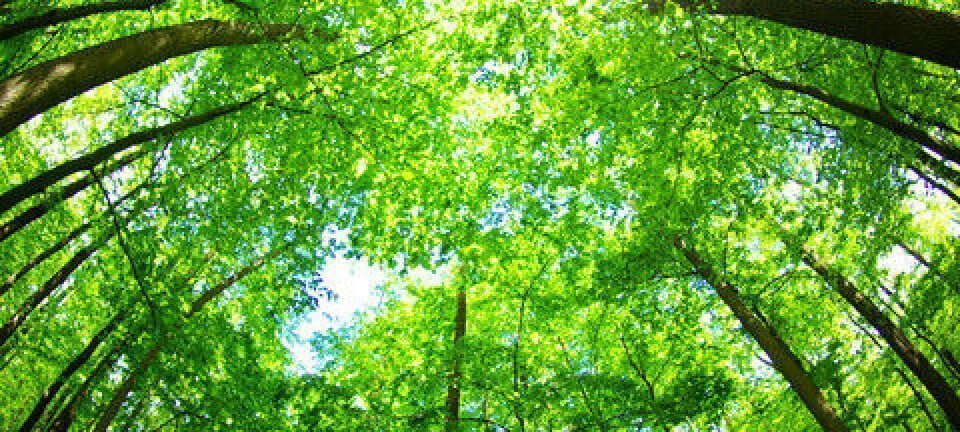 The Enchantment of Rainforests: Discovering Tropical Biodiversity