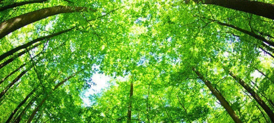 The Enchantment of Rainforests - Discovering Tropical Biodiversity The Enchantment of Rainforests: Discovering Tropical Biodiversity