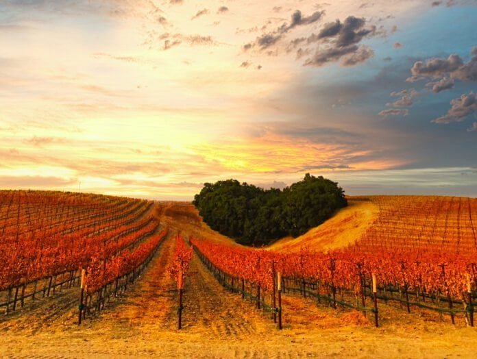 The Wine Lover's Guide: Sipping and Swirling through Renowned Vineyards