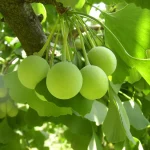 Harvard's Memory-Boosting Marvel: Kitchen Superpower You Never Knew Existed Ginkgo biloba