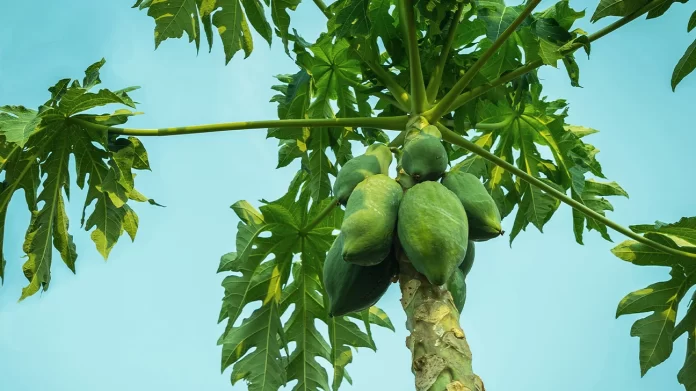 Secrets of Papaya Leaves: Nature's Hidden Gem for Immune Health, Menstrual Relief, and Blood Sugar Regulation