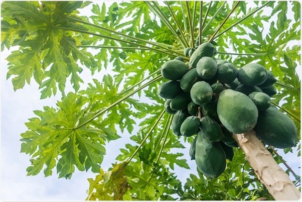 Secrets of Papaya Leaves: Nature's Hidden Gem for Immune Health, Menstrual Relief, and Blood Sugar Regulation Secrets of Papaya Leaves: Nature's Hidden Gem for Immune Health, Menstrual Relief, and Blood Sugar Regulation